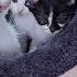 When The First Kitten Chooses Its Bed To Sleep All Kittens Get Into The Same Bed And Sleep
