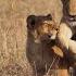 A Lion Chase SafariLIVE Sunrise 24 May 2025