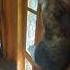 Can This Barn Cat Catch A Rat Rat