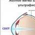 Виктория Бутенко Как зеленый коктейль помогает при сухом голодании для Школы Анны Якуба Мечта