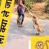 Monkey Vs Man Monkey Monkeys Monkeyplay Monkeyman Shortvideo Monkeyfunny Fbreelsfypシ Viral