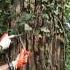 English Ivy Removal How To With Fernbank Ecologist