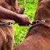 Big Anjing Merah Dogslover Anjing Berburu Dog Hutan Kejar Hunting Pig Dogs Hunting