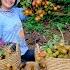 Harvest Tree Grapes Aloe Vera Bananas Quail Eggs Rambutan Eggplant Goes To Market Sell Farm