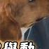 女主人被狗狗舔舐身體 竟因此撿回一條命 背後真相令無數人震撼 奇跡 感動 動物 情感 狗狗 不可思議