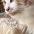 Maine Coon Mike Delicato Patatone Mainecoon