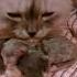 Leona Baby S First Pregnancy My Little Baby Become A Mother Cat Persian Firstpregnancy