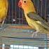 SCD Wings Olive Fischer Pied African Lovebirds