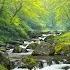 Forest River Sounds With Birds Chirping Beautiful Black Bird And Nightingale Songs