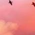 Улетающие птицы Сергей Чекалин Song Birds Flying Away Music By Sergey Chekalin