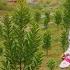 Off Grid OASIS CREATE YOUR DREAM FARM With Macadamia Orchards And Picturesque Gardens