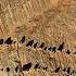 I Found The Southwest S Strangest Prehistoric Native American Artifact