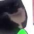 FNF Vs Maxwell The Cat
