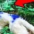 10 Unique Animals You Won T Believe Exist