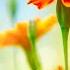 12 Hours Of Relaxing Music Piano Music For Stress Relief Sleep Music Meditation Music Brenda