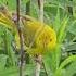 American Yellow Warbler Wildlife