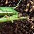 Praying Mantis Sex The Male S Head Gets Bitten Off