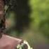 Wangari Maathai The Green Belt Movement
