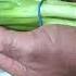 Growing Green Onions From The Grocery Store