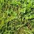 Why Clover Is Hard To Eliminate Cloversolution