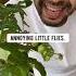 How To Keep Gnats Away From Plants Creative Explained