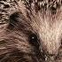 Hedgehog Sound Effect HQ The Animal Sounds Noise Of Hedgehog Free Download Natural Sound