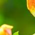Soothing Music For Nerves Healing Music For The Heart And Blood Vessels Relaxation Music For Soul