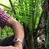 Is The Maya Forest Garden The Key To Sustainable Agriculture