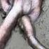 Octopus Dekhiae Short Shabab Ali