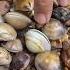 Unpredictable Pearls In Clam Found Pearl Clam