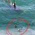 Shocking An ORCA Whale Hits 3 Surfers
