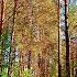THE HEALING EFFECT OF BIRDS SINGING IN THE SPRING FOREST WILL HELP THE HEART AND NERVOUS SYSTEM