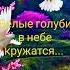 Белые голуби в небе кружатся Татьяна
