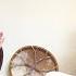 Ancient Awen Mantra 1hr Connect With The Ancestors Winter Nesting Meditation