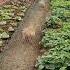 Chunnels Chicken Tunnels