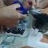 Narco Kitten Police Foil Plot To Smuggle Drugs Into Costa Rica Prison On Cat S Back