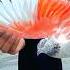 Besos Kabutar Training Video Pigeon Training Pigeon Kabutar Shorts