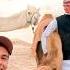 A Day With Camel Breeders In Saudi Arabia Ep38