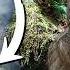 The Best Way To Eat Ferns Spring Foraging