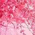 Calming Music For Nerves Healing Music For The Heart And Blood Vessels Relaxation Music For Soul