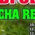 NEW NONSTOP CHACHA MEDLEY REMIX 2022 2023 OBLADI OBLADA CHACHA REMIX