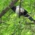 солист сорока сорока Magpie Magpies Birds Bird Birdsounds Birdwatching птахи птицы Nature