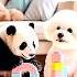 Puppy And Panda AR Story Time53 1000subscriber Puppy Fairytalesstory Panda Arstory