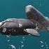 Whale Eat Whale Beluga Whale Vs Blue Whale