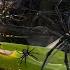 Hunting Spider In The Wild