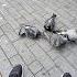 Sharing Is Caring Dove Pigeon Pigeons Sharing Caring Love