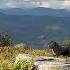 Grandpa Climbs The Mountain For Berries Grandma Bakes Bread Life In A Carpathian Village