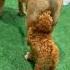 Mini Golden Doodle Puppy Humps Boerboel Non Stop