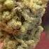 Platinum Kush Breath Remix 5 Inhousegenetics Cannibus Marijuanagrowers Cannibuscures