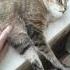 Кот проснулся ранним утром Ранний подъём кота